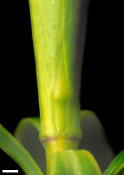 Veronica arganthera. Leaf bud with acute sinus. Scale = 1 mm.
 Image: W.M. Malcolm © Te Papa CC-BY-NC 3.0 NZ